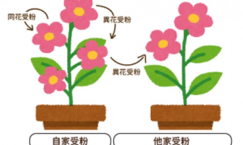 龟苓和茯苓的区别-龟板炒白术茯苓山楂的功效与作用网 | 龟板土茯苓医案,龟板 茯苓 泽泻